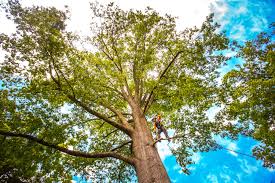 Why Choose Our Tree Removal Services in Dawson, TX?