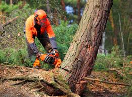 Best Tree and Shrub Care  in Dawson, TX