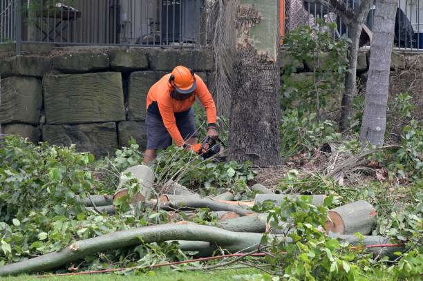 Best Lot and Land Clearing Services  in Dawson, TX